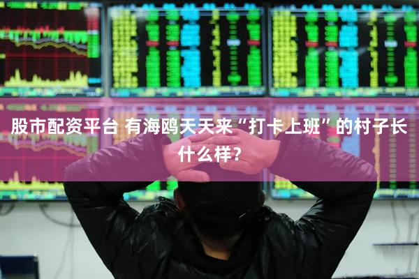 股市配资平台 有海鸥天天来“打卡上班”的村子长什么样？