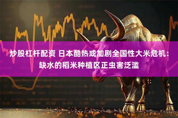炒股杠杆配资 日本酷热或加剧全国性大米危机：缺水的稻米种植区正虫害泛滥